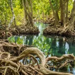 mangroves1 e1730198380560