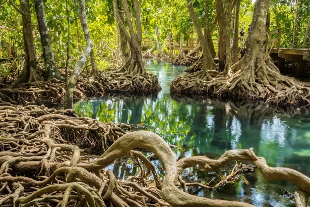 mangroves1 e1730198380560