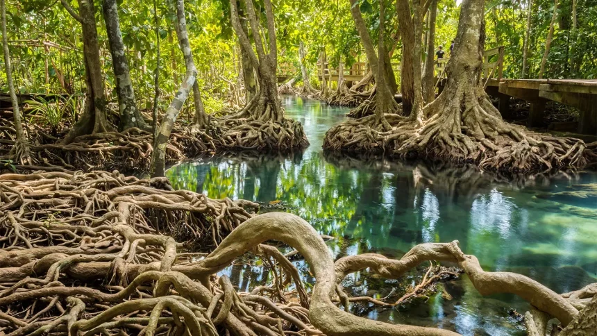 mangroves1 e1730198380560